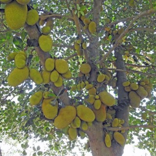 Cây giống mít ruột đỏ