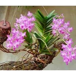 1 CÂY quế lan hương,quế tháng 8,phong lan quế