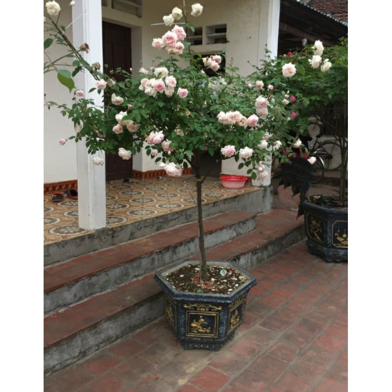 Cây Hoa Hồng cổ đào thân gỗ tree nguyên bản