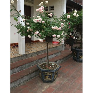 Cây Hoa Hồng cổ đào thân gỗ tree nguyên bản