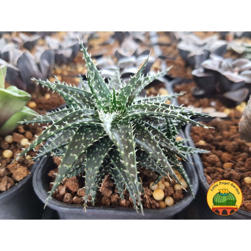 Haworthia Leaved Aloe đã thuần khí hậu, dễ chăm