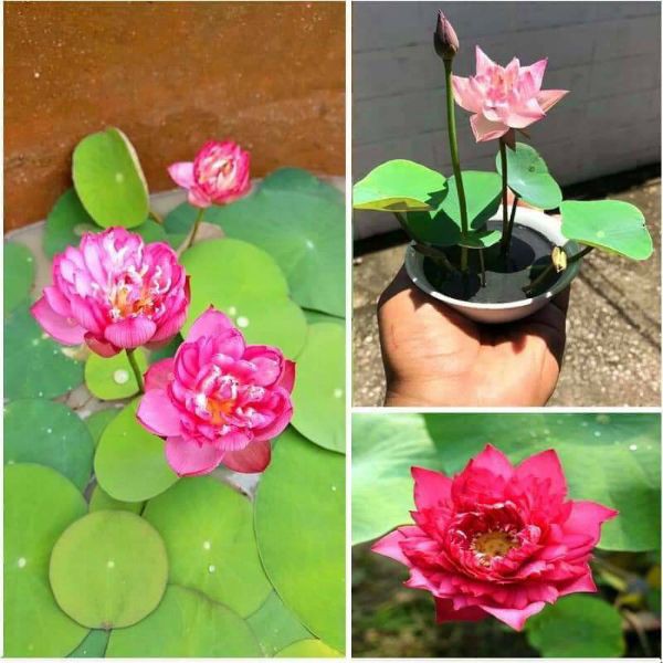 HẠT GIỐNG HOA SEN NHẬT MINI - GÓI 5 HẠT