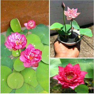 Hạt giống HOA SEN NHẬT MINI - GÓI 5 HẠT