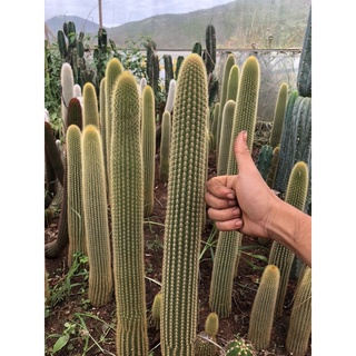 Xương rồng trụ lông vàng size lớn cây thuần khí hậu từ nhỏ.