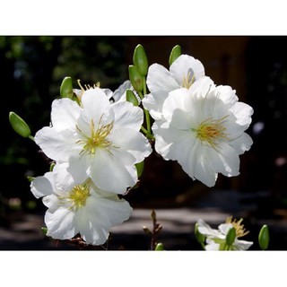BẦU CÂY GIỐNG HOA NHẤT CHI MAI (HOA MAI TRẮNG)