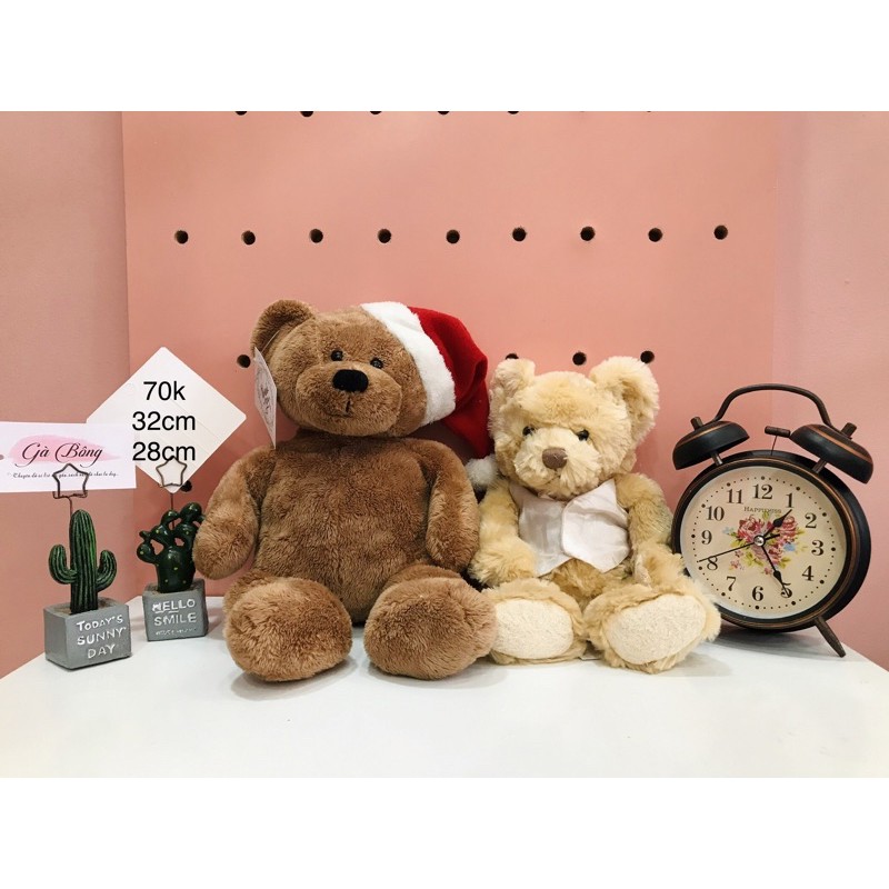 Gấu Si Teddy Úc Mỹ. Đã qua sử Lý sạch sẽ