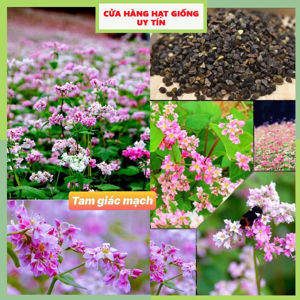[Gói 200 hạt] Hạt Giống Hoa Tam giác mạch F1 Loại Siêu Dễ Trồng, Hoa Nở Đẹp Tặng kèm Hướng Dẫn Trồng