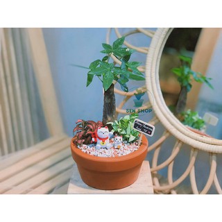 chậu đất nung 14 cm.