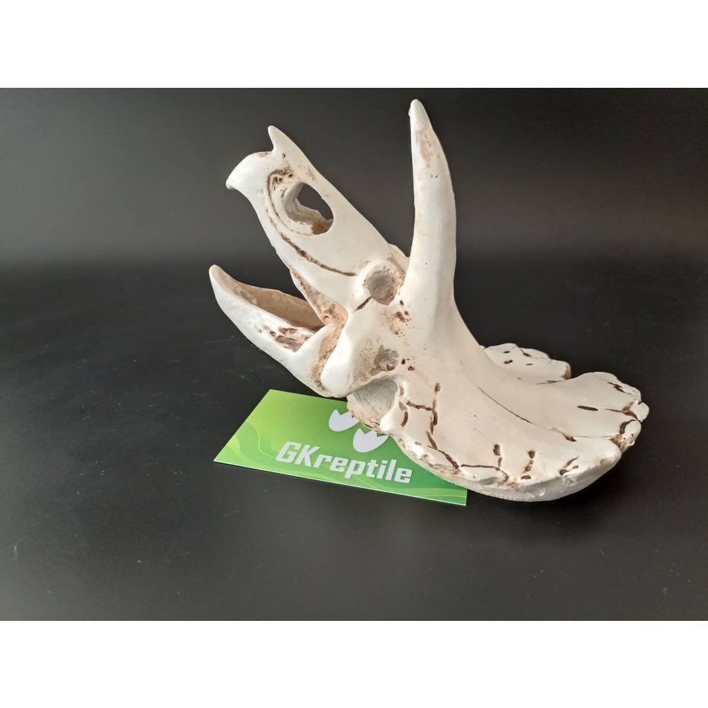 Mô hình trang trí sọ khủng long cho chuồng nuôi