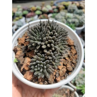 Sen đá nhím đen🌵size10cm🌵size trung 🌵sen đà lat🌵thuấn sứ nóng🌵freeship🌵1 đổi 1