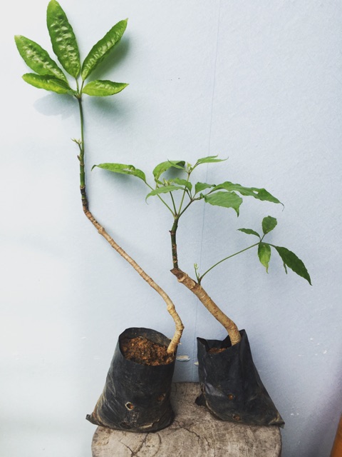 Cây lá đắng  Thanh Hoá