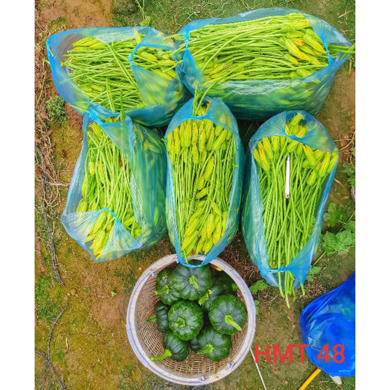 Bí ăn non lai F1 HMT 48