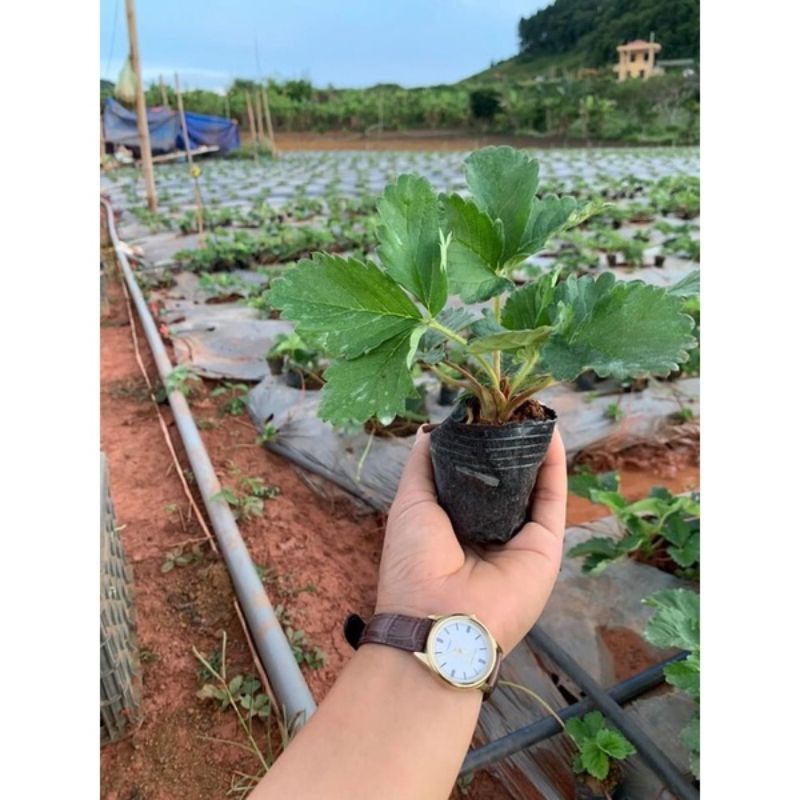 Cây Giống Dâu Tây Chịu Nhiệt