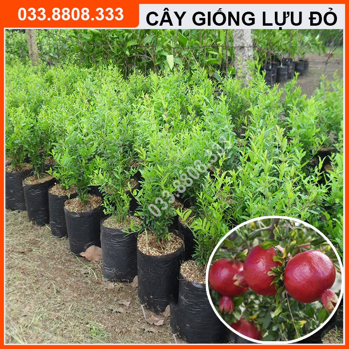CÂY GIỐNG LỰU ĐỎ LÙN ĐỎ trồng được trên mọi loại đất, phù hợp khí hậu Việt Nam