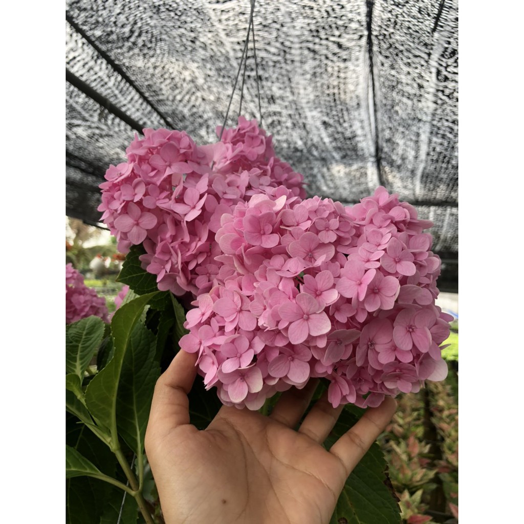 Chậu cây cẩm tú cầu Sadec, cây chịu nhiệt cho hoa to đẹp - DINH DƯỠNG TỰ NHIÊN Shop