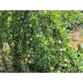 Cây Mận Tam Hoa(combo 2 cây)