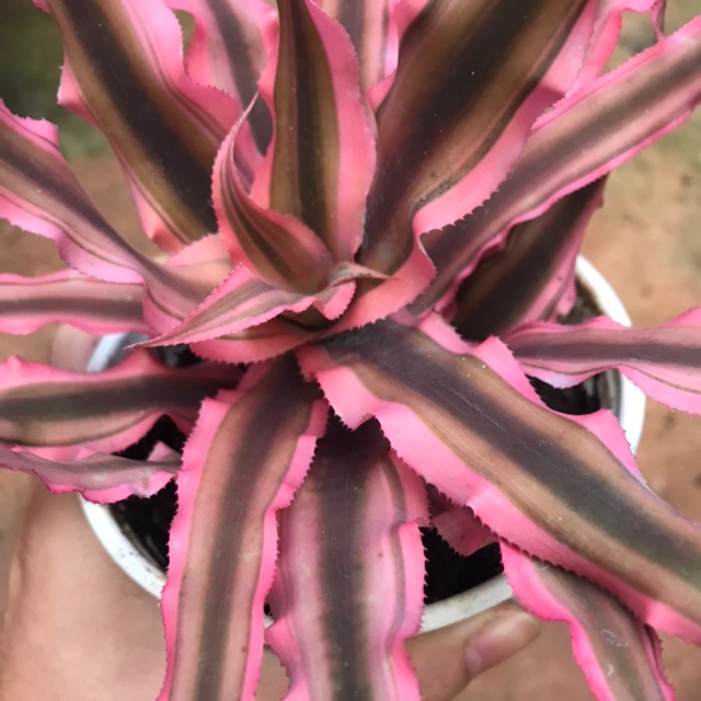 Chậu cứng dứa hồng phụng thái -Cryptanthus Zebrinus