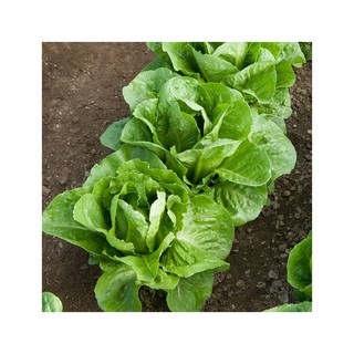 Hạt giống xà lách romaine