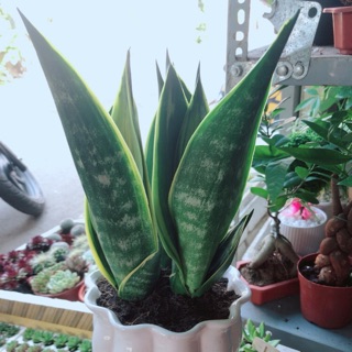 Chậu lưỡi hổ hoàng kim