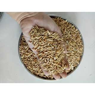 1KG HẠT YẾN MẠCH CHO VẸT, CHIM VA THÚ CƯNG (NGUYÊN VỎ)