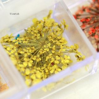 Hoa khô set 12 màu