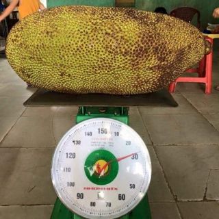 Mít trái dài malaysia giống cây nhập khẩu