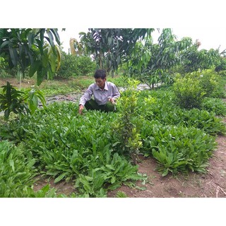 Hạt Giống Ngò Gai
