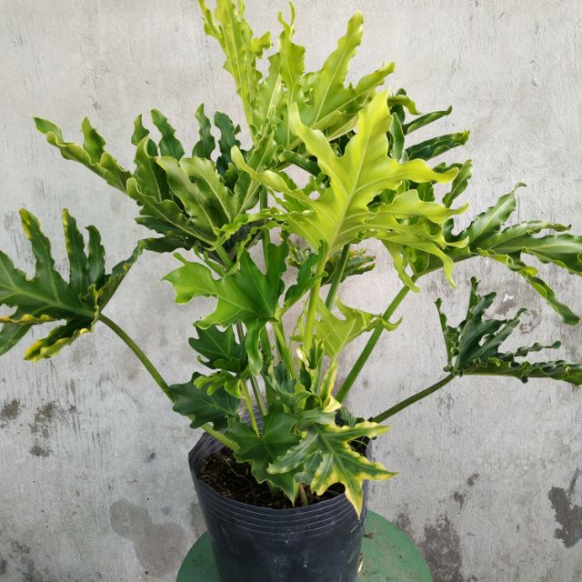 Trầu Bà Thanh Xuân chậu lớn - CayGiongTot