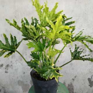 [Cây kiểng lá] Trầu Bà Thanh Xuân chậu lớn - Trang Flowers