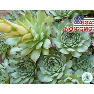 Hạt giống hoa Sen đá Mỹ mini Mix