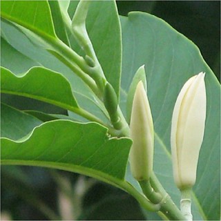 Cây hoa ngọc lan ta đang ra hoa