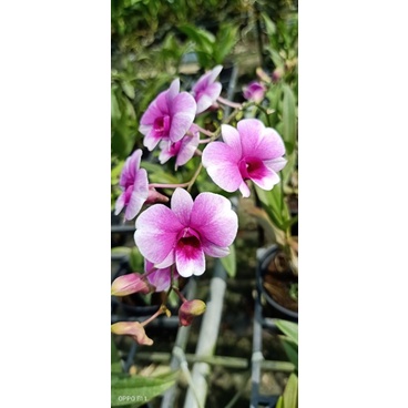 Denro mini yaya đang nụ đẹp