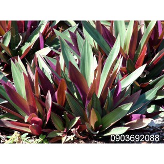 [HCM] Lá Cây Lẻ Bạn - Lá Cây Sò Huyết tươi 100gram
