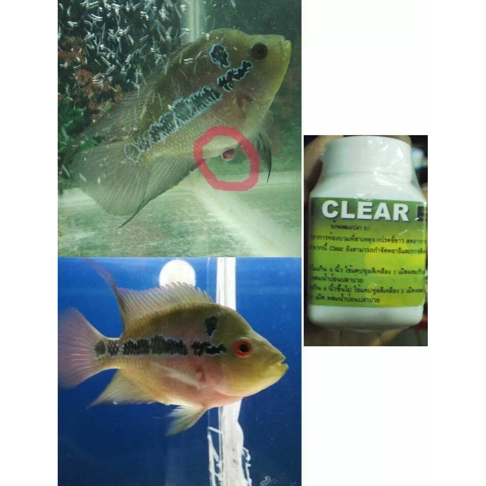 Cz9 – Clear – Bột trị sình bụng, phân trắng cho cá