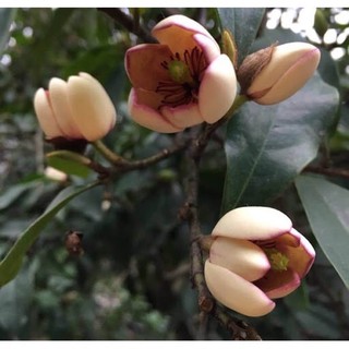 Cây lan tiêu giống cây hình 2 cao 30cm