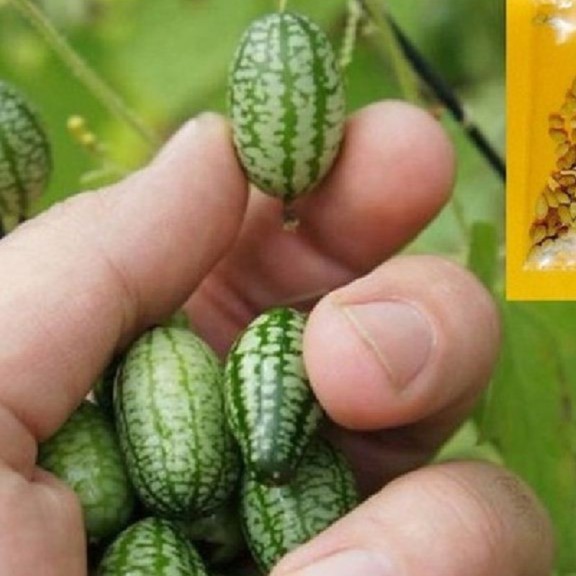 Hạt giống dưa hấu tí hon - 1 gói 10 hạt - Tặng gói kích hạt nảy mầm