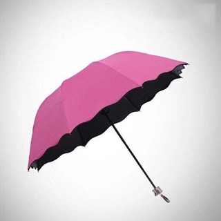Ô nở hoa gấp gọn ( Dù nở hoa khi gặp mưa)