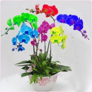 20 hạt giống hoa lan bướm nhiều mầu
