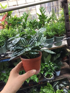 Cây lá gấm sọc