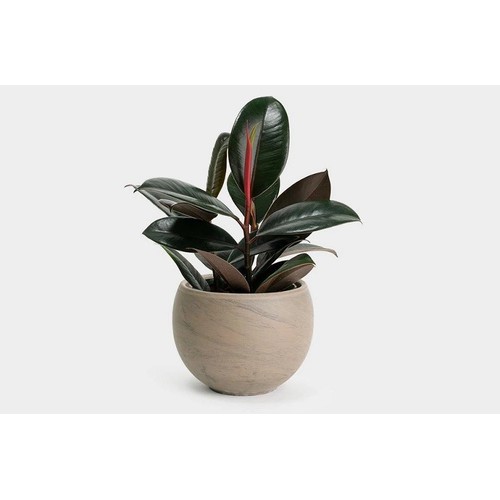 CÂY ĐA BÚP ĐỎ - CHẬU 1 CÂY - DÒNG CÂY MINI ĐỂ BÀN VƯỢNG PHONG THỦY CHO GIA CHỦ