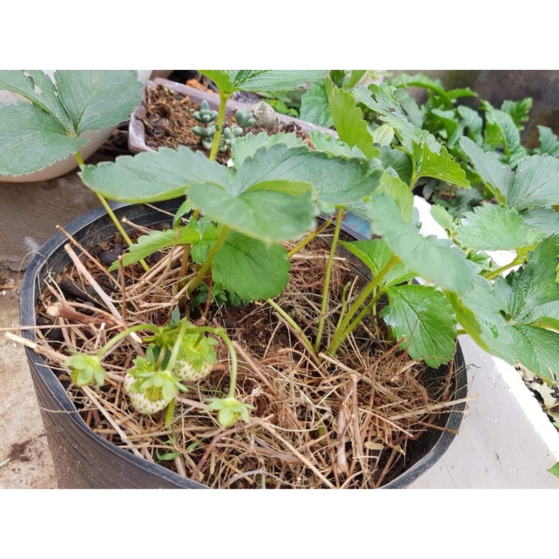 Đất sạch Potting Mix bao 20dm3 - ship hoả tốc 2h