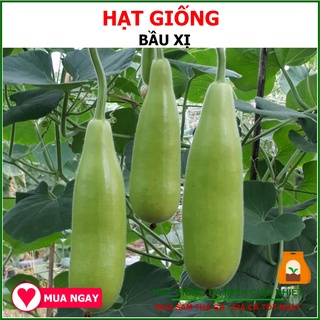 Hạt Giống Bầu Xị Lai F1 2 Gram