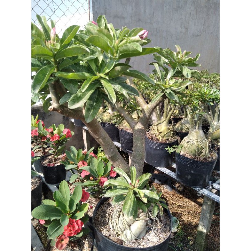 sứ kỳ duyên gốc to