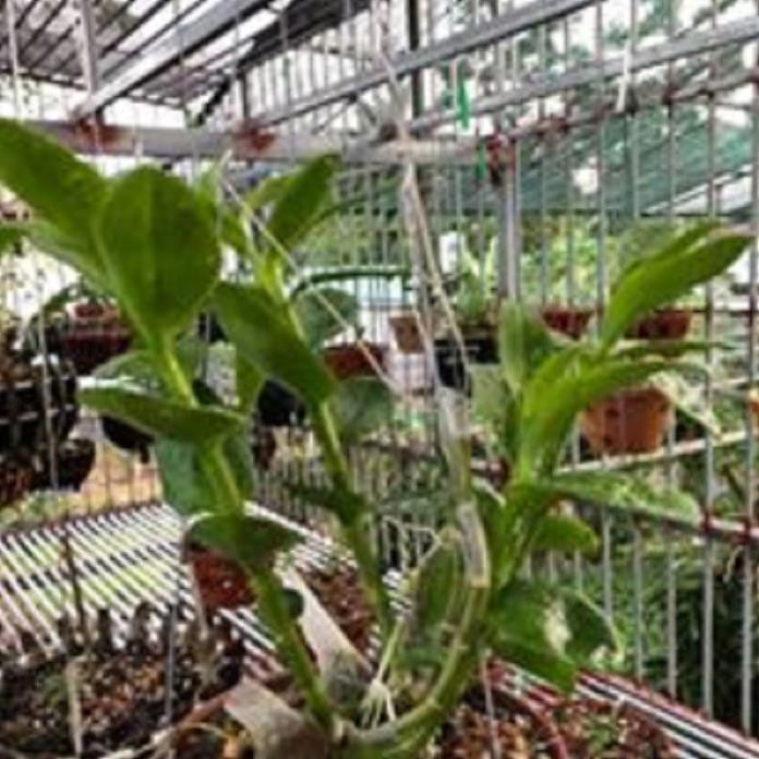 [FREESHIP - Xả Khô Máu] Hoa lan phi điệp - 5ct chơn thành( trồng ấm chậu cao 16 cm,bộ rễ khỏe)