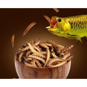 Gói 100gr Sâu Canxi Sấy Khô Thức Ăn Cá Rồng - La Hán - Cá Vàng Guppy | Bổ Sung Canxi - Protein