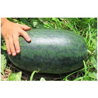 Hạt Giống Dưa Hấu Trái Dài, Ruột Đỏ Siêu Ngọt Tặng Kích Mầm Và Hướng Dẫn