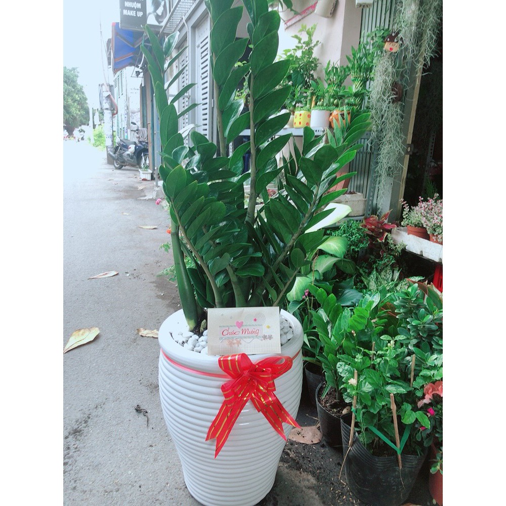 Chậu Cây Kim Phát Tài Cao 1m