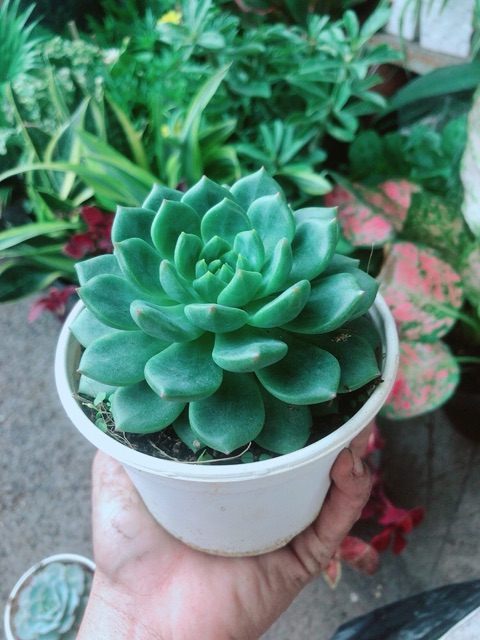 Sen Đá Bánh Bao Xanh