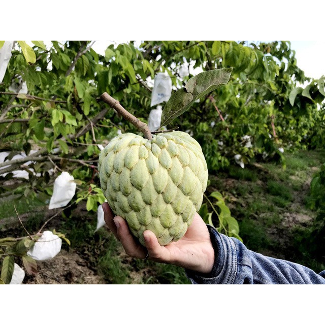 HẠT GIỐNG CÁC LOẠI MÃNG CẦU - 5 Hạt/ gói