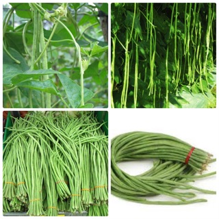 Hạt giống Đậu đũa Cao sản 20 gr